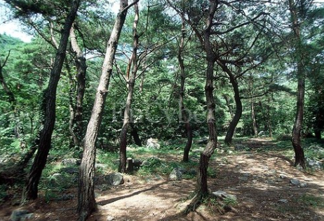 박달재자연휴양림 대표 이미지