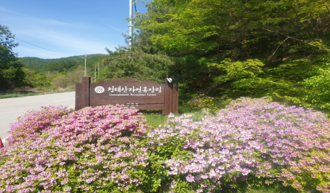 청태산자연휴양림 대표 이미지